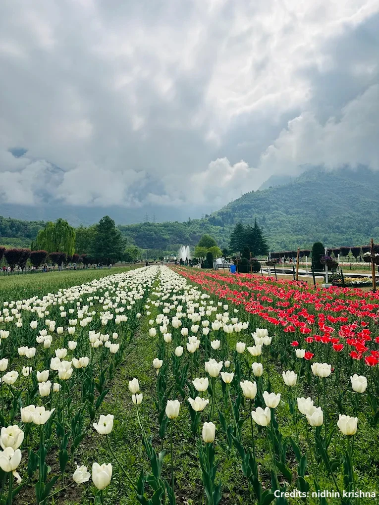 π· Tulip Garden, Srinagar π